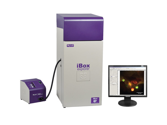 UVP显微活体成像系统iBox Explorer